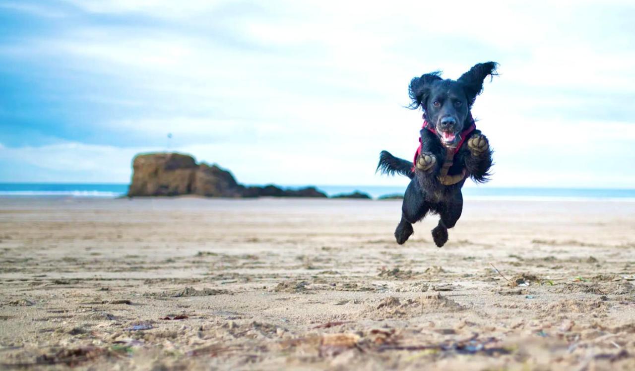 Idyllic Cornish Cottage, Superking Bed, Private Garden Dogs Welcome 特鲁罗 外观 照片